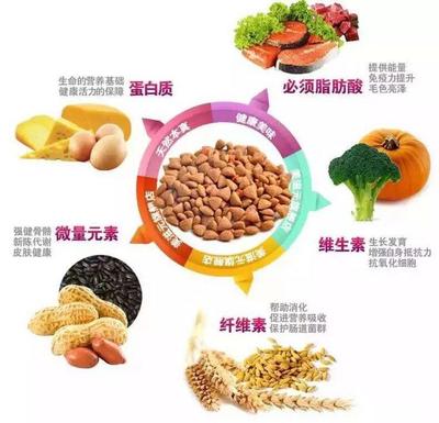 南岗学府宠物用品批发零售 一站式满足爱宠需求