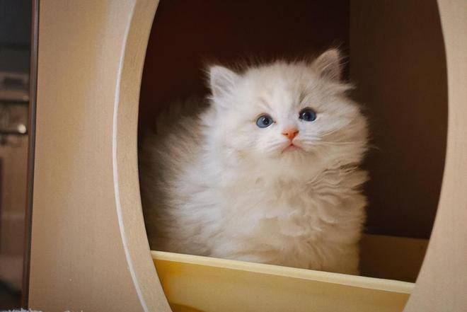 铲屎官新地标 朝云集团(6601.HK)线下活动引爆宠物爱好者热潮